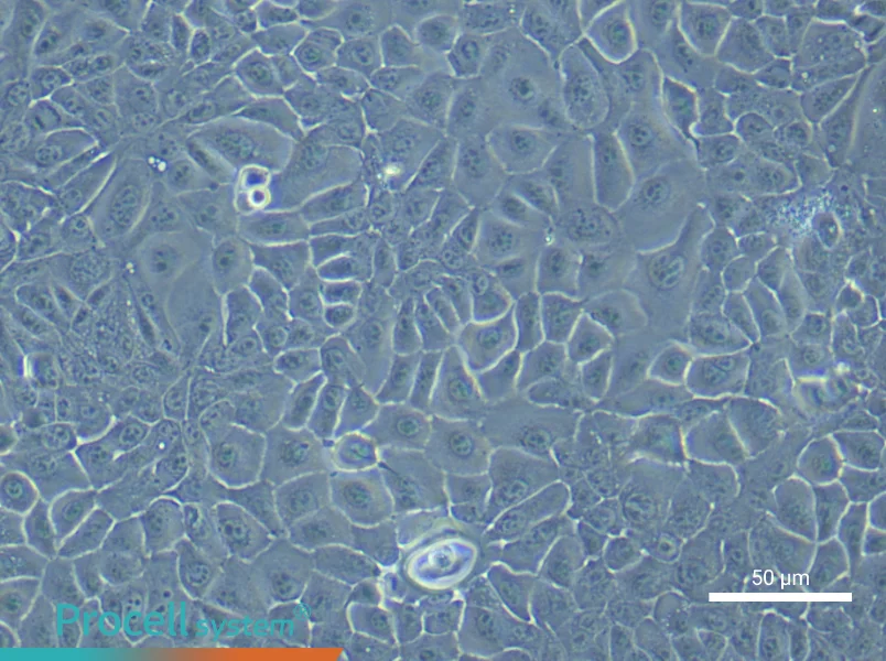 Mouse Colonic Mucosal Epithelial (Primary cell immortalization) Cell Complete Medium - small - 5