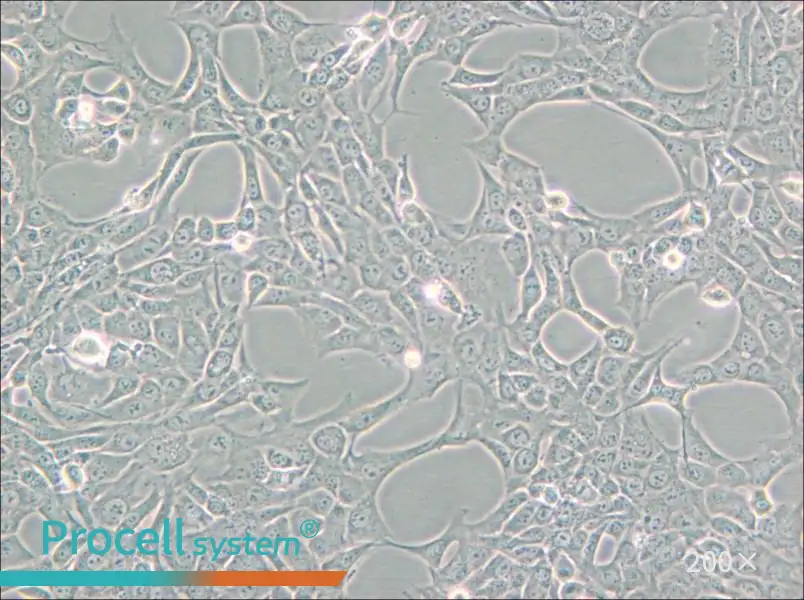 GC-1 spg Cell Complete Medium - small - 6