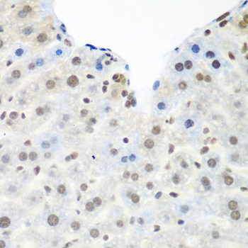 Immunohistochemistry of paraffin-embedded Mouse liver using TARDBP Polyclonal Antibody at dilution of  1:100 (40x lens).