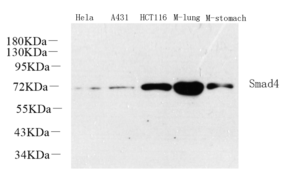 Western Blot analysis of various samples using SMAD4 Polyclonal Antibody at dilution of 1:1000.