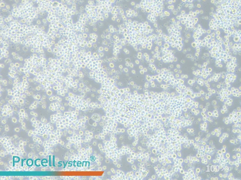 P3X63Ag8.653 Cell Complete MediumP3X63Ag8.653 Cell Complete Medium - 2