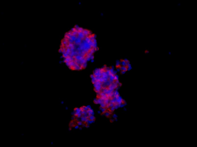 Mouse Neural Stem Cell Complete MediumMouse Neural Stem Cell Complete Medium - 2