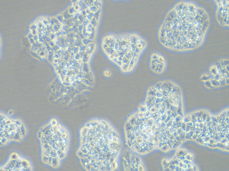 Hep G2-LUC Cell Complete Medium - 4