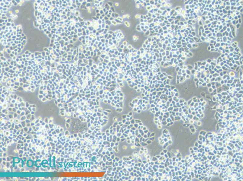 HCT-15-5FU Cell Complete Medium - 3