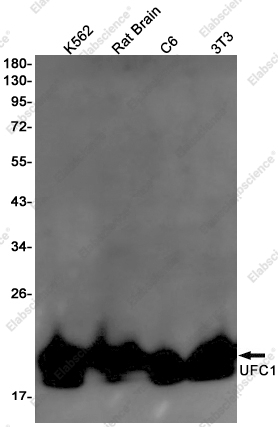Recombinant UFC1 Monoclonal Antibody - 1