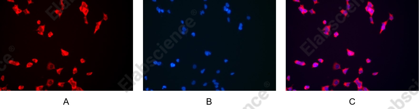 Recombinant BMP-2 Monoclonal Antibody - 3