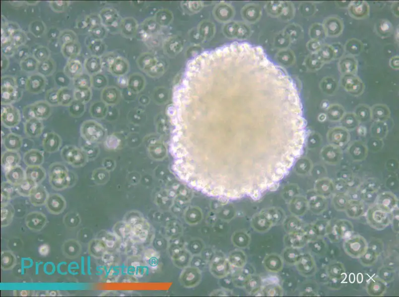 NK-92 Cell Complete Medium - small - 6