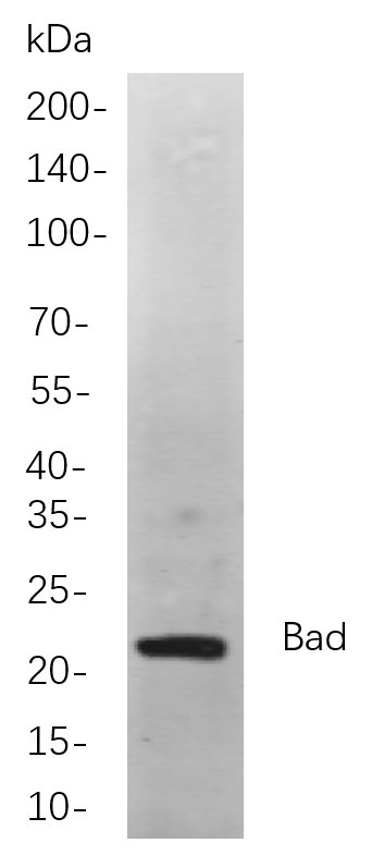 Recombinant Bad Monoclonal Antibody-searchlist-1