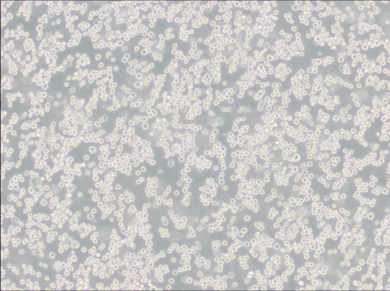 LLC-WRC 256 [Walker 256] Cell Complete MediumLLC-WRC 256 [Walker 256] Cell Complete Medium - 3