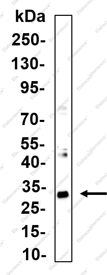 Recombinant Syntenin Monoclonal Antibody - 1