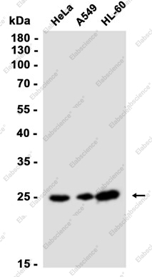 Recombinant HPRT Monoclonal Antibody - 3