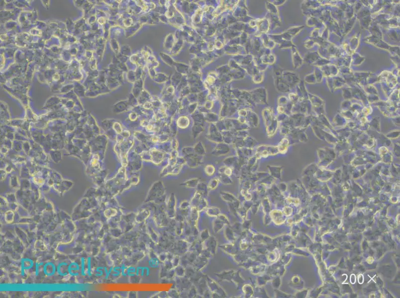 A2780 Cell Complete Medium - small - 4