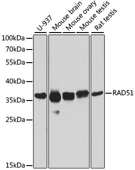 Western blot analysis of extracts of various cell lines using RAD51 Polyclonal Antibody at dilution of 1:1000.