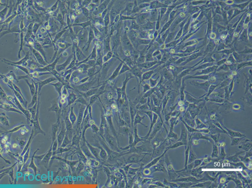 Rat Corpus Cavernosum Smooth Muscle Cells - 6