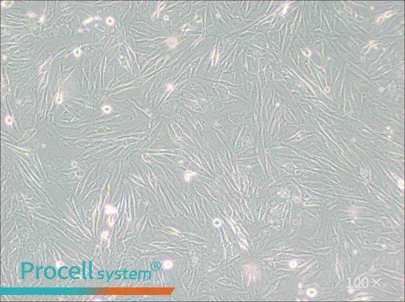 HS 683 Cell Complete Medium - 2