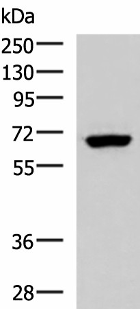 Western blot analysis of NIH/3T3 cell lysate  using PPP2R1A Polyclonal Antibody at dilution of 1:850