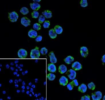 Recombinant IGJ Monoclonal Antibody - small - 2