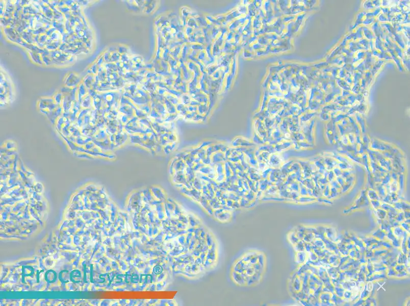 Hep G2 Cell Complete Medium - small - 5