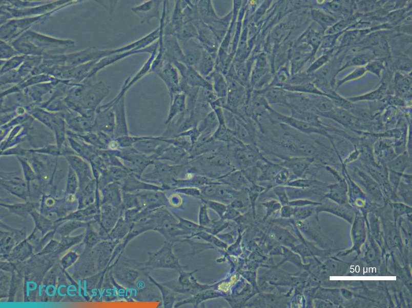 Rat Adipose-Derived Stem Cell Complete Medium - 6