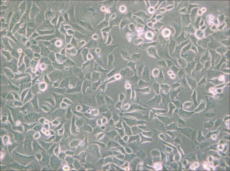 SHZ-88 Cell Complete Medium - small - 6