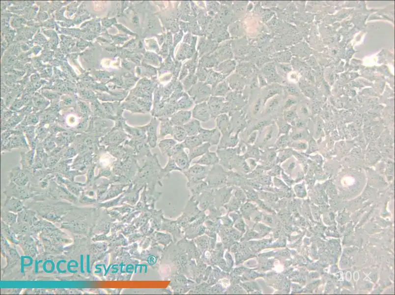 HC11 Cell Complete Medium - small - 6