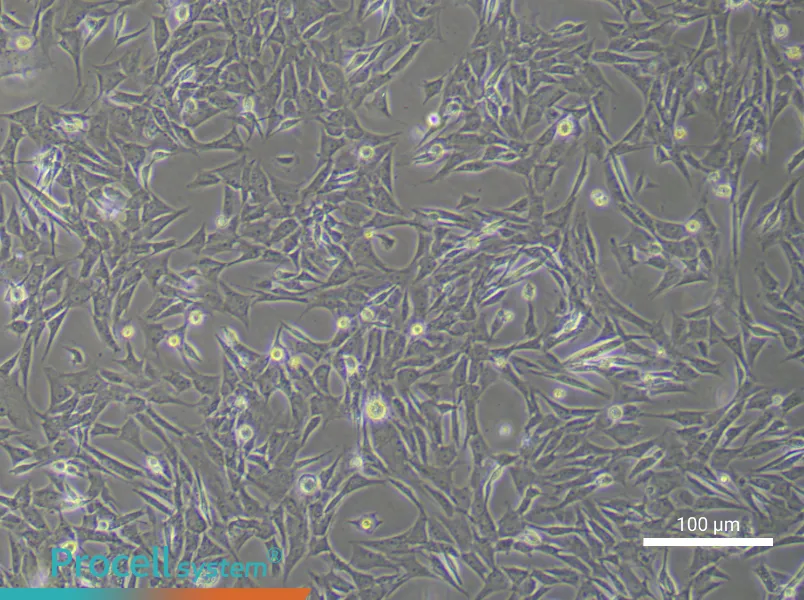 Rat Myogenic Stem Cell Complete Medium - 1