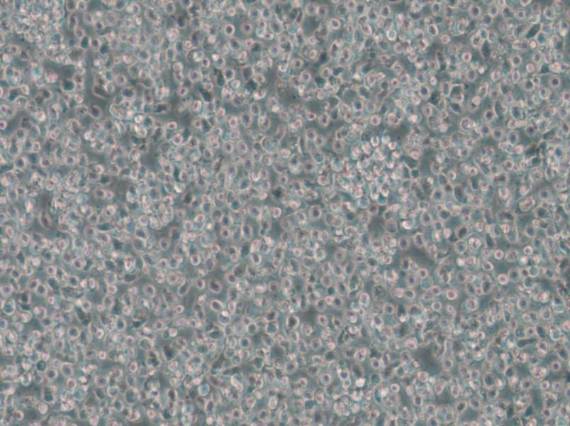 T2 Cell Complete Medium - small - 4