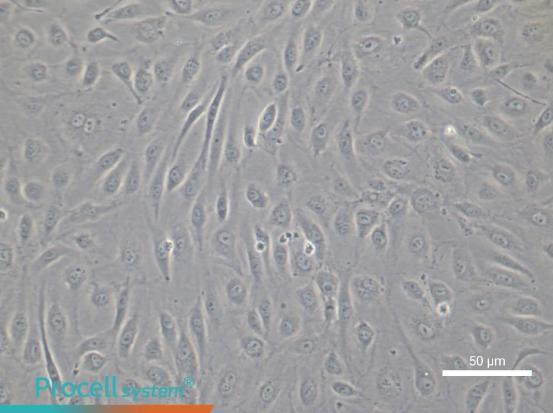 Human Cardiac Microvascular Endothelial Cell Complete Medium - 4
