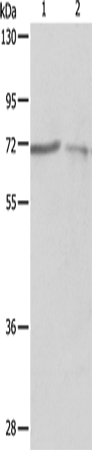 Western Blot analysis of A375 and A431 cell using SH-PTP1 Polyclonal Antibody at dilution of 1:500