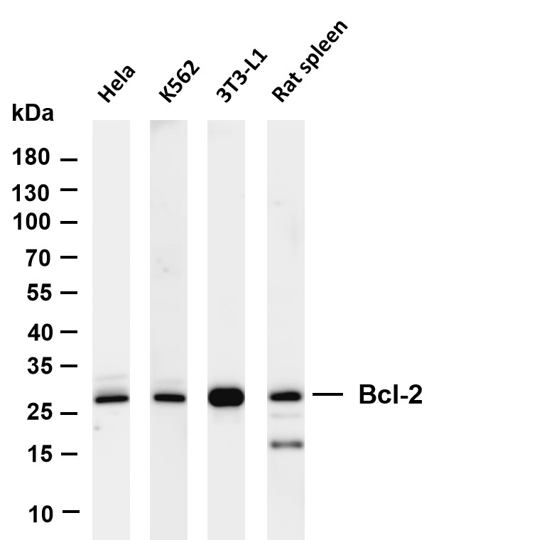 Recombinant Bcl-2 Monoclonal Antibody - small - 4