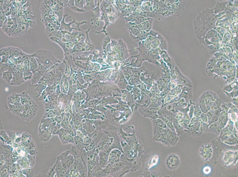 MDA-MB-415 (DMEM) Cell Complete Medium - small - 5
