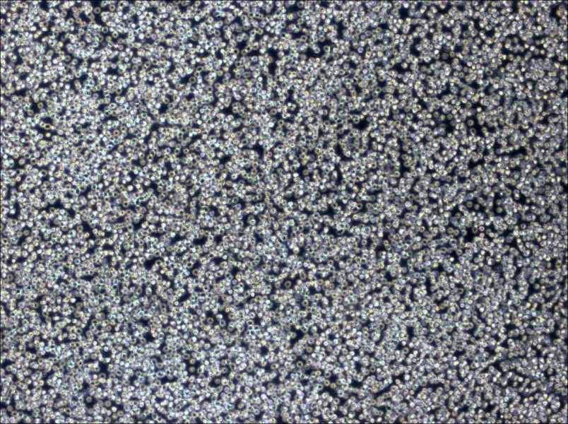 Z-138 Cell Complete Medium-searchlist-1