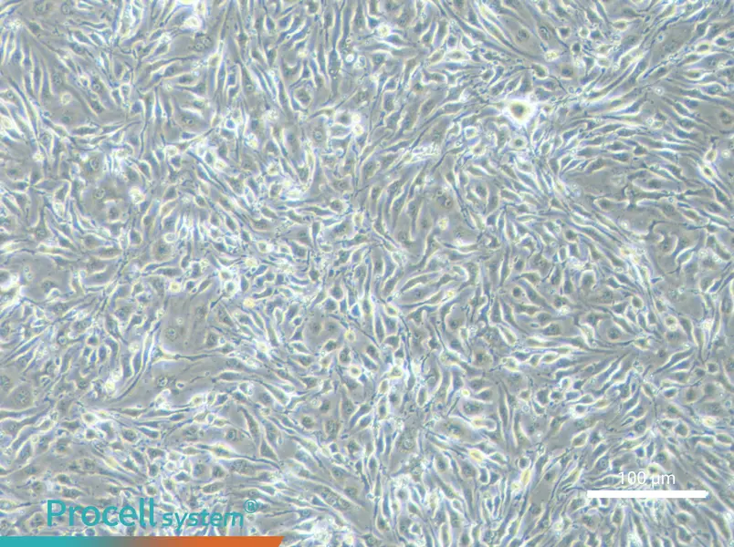 bEnd.3 [BEND3] Cell Complete Medium - 3