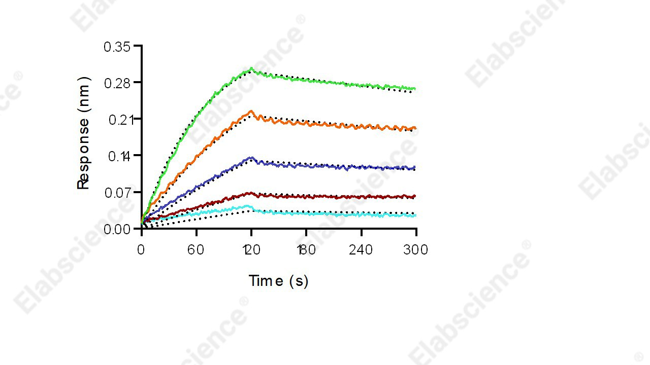 Recombinant Human CEACAM5 Protein (His Tag) - 3