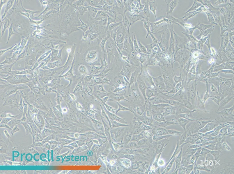 3T3-L1 Cell Complete Medium - 1
