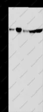 NUP50 Polyclonal Antibody - 1