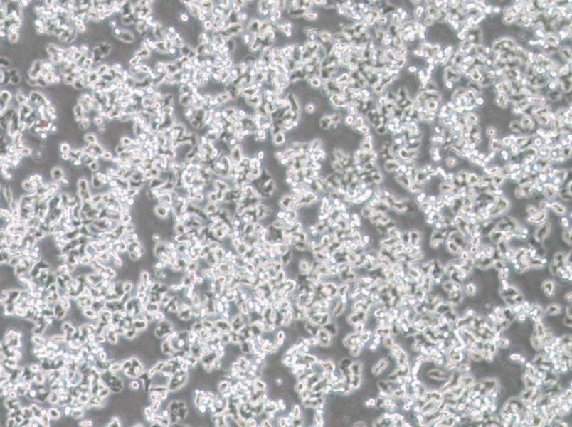 SW48 (DMEM) Cell Complete Medium - 3