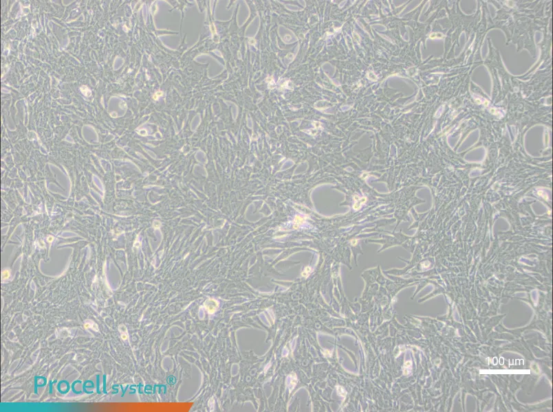 Panc02 Cell Complete Medium - 3