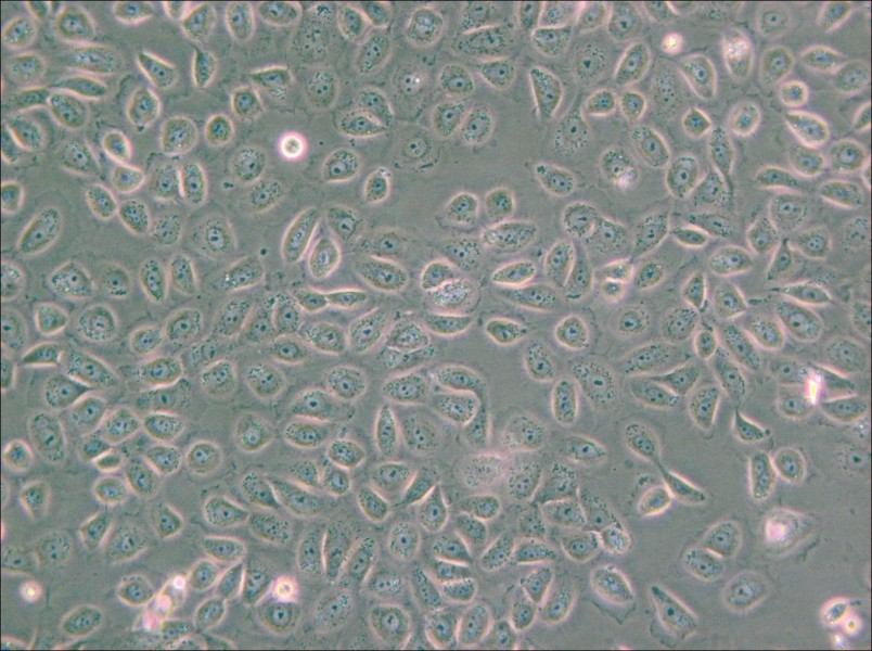 5637 Cell Complete Medium - small - 4