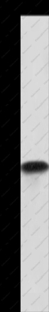 Cyclophilin F Polyclonal Antibody - 1
