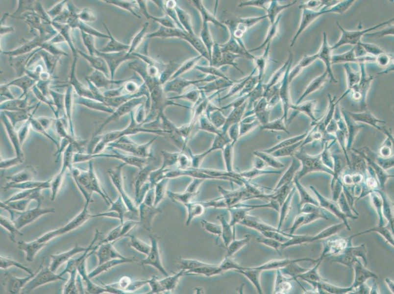 WM115 Cell Complete Medium - small - 4