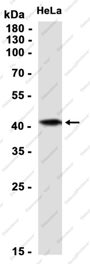 Recombinant MEK2 Monoclonal Antibody - 2