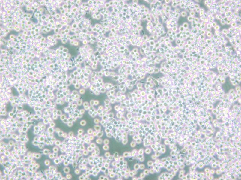 MH-S Cell Complete Medium-searchlist-1