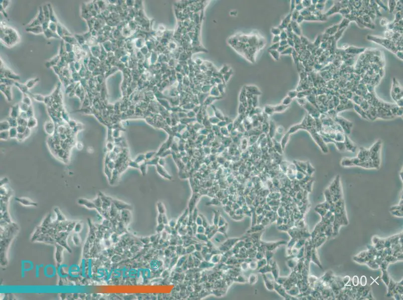SW620 (DMEM) Cell Complete Medium - small - 5