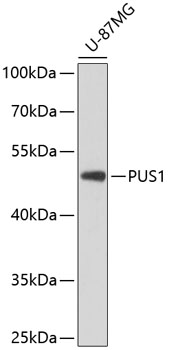 Western blot analysis of extracts of U-87MG cells using PUS1 Polyclonal Antibody at dilution of 1:3000.