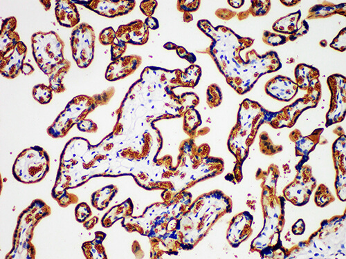 Immunohistochemistry of paraffinembedded Human placental tissue with GLUT-1 Monoclonal Antibody(Antigen repaired by EDTA).