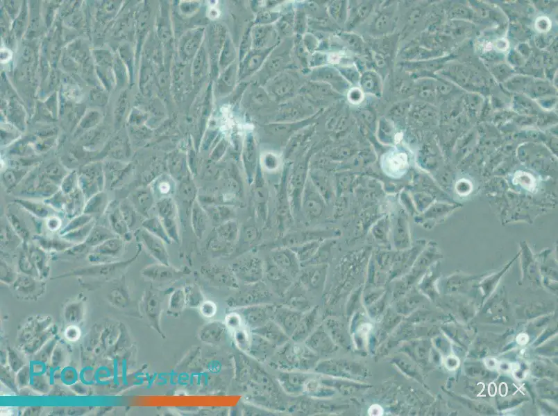 PSN1 Cell Complete Medium - 5