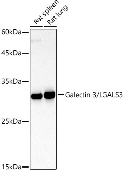 Western blot analysis of extracts of various cell lines using Galectin 3/LGALS3 Polyclonal Antibody at 1:500 dilution.