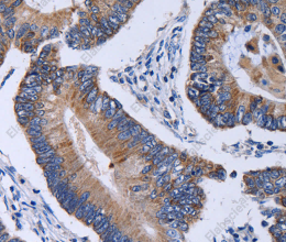 CA4 Polyclonal Antibody - 2