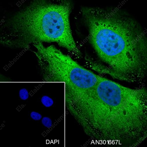 Recombinant STIP1/STI1 Monoclonal Antibody - 4